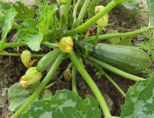 Zucchina o zucchino: coltivazione, utilizzi, storia – Esperimento 2022