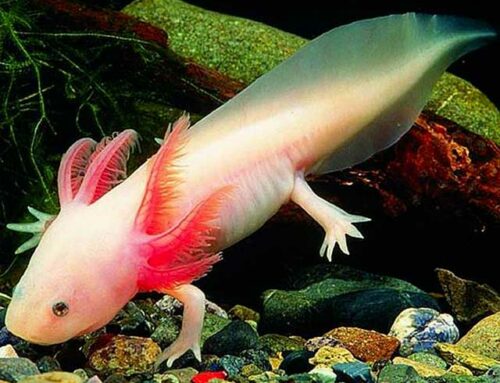 La storia degli axolotls, le creature “quasi” immortali