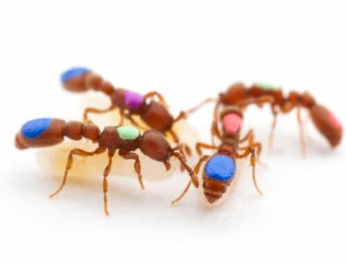 Le somiglianze tra le formiche e la Rete