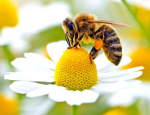 Le api riconoscono le quantità e lo zero (Testi del 2017 – 2018)