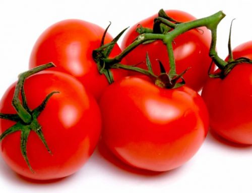 Cimatura dei pomodori: quando farla, perché cimare e come?