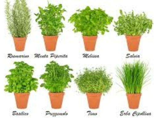 L’angolo dei sapori: le erbe aromatiche che coltiviamo nel nostro orto-verticale