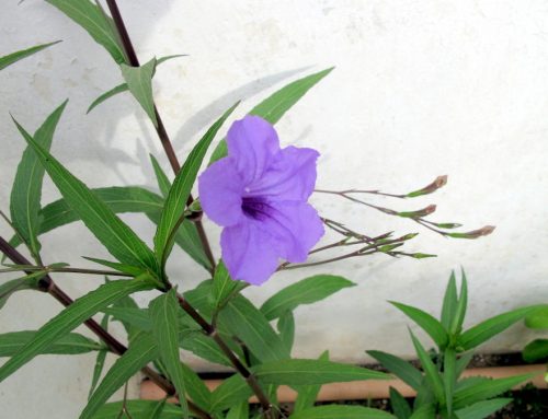 Petunia Messicana – Ruellia simplex C. Wright