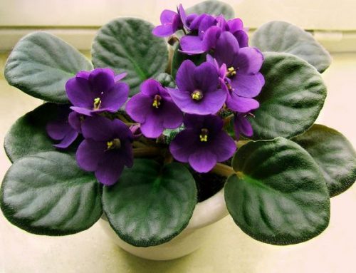 Violetta Africana (Saintpaulia ionantha)