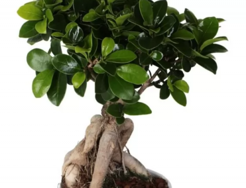 Ficus Bonsai (Ficus Retusa)