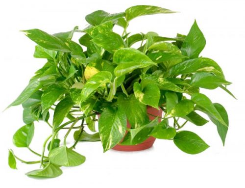 Potos o Pothos (Epipremnum)