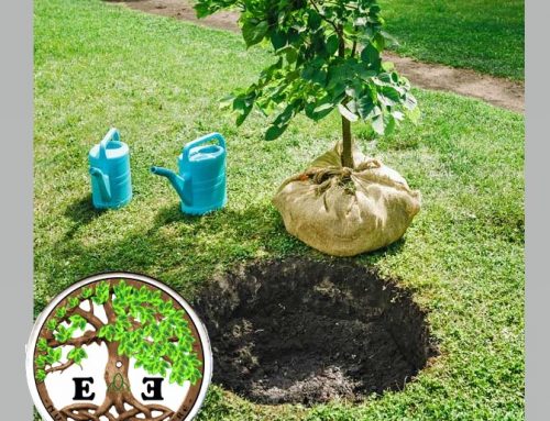 Ogni 23 gennaio, anniversario della Fondazione della GEE, pianta un albero!