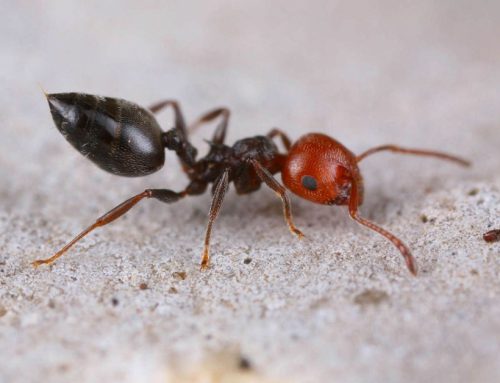 Formica rizzaculo (Crematogaster scutellaris)