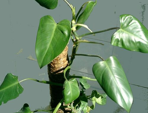 Filodendro (Philodendron)