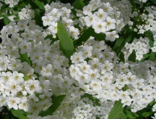 Spirea (Spiraea Vanhouttei)