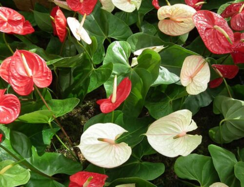 Anturio o Anthurium