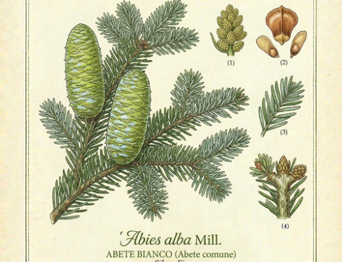 Abete bianco (Abies alba)