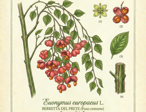 Berretta del prete (Euonymus europaeus)