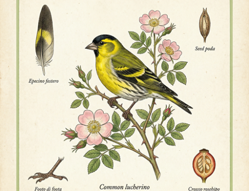 Lucherino (Spinus spinus)