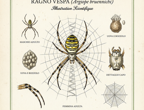 Ragno vespa (Argiope bruennichi)