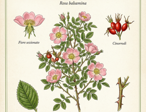 Rosa balsamina (Rosa rubiginosa o eglanteria)