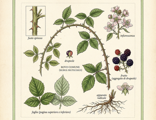Rovo comune (Rubus fruticosus)