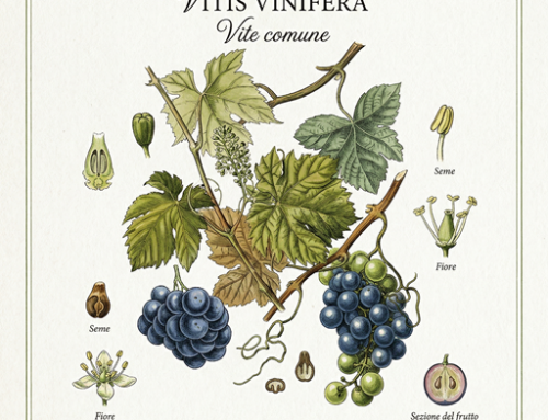 Vite comune (Vitis vinifera)