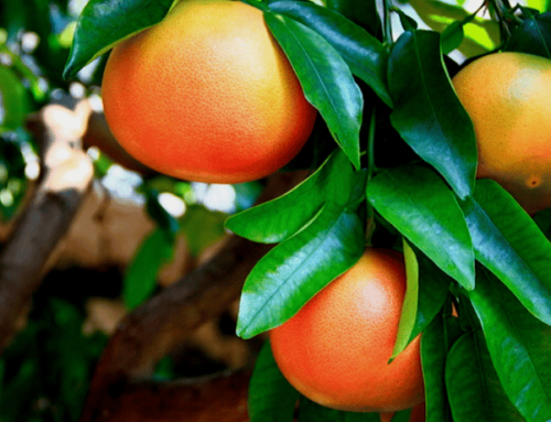 Pomplemo (Citrus × paradisi)