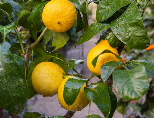 Bergamotto (Citrus × bergamia)