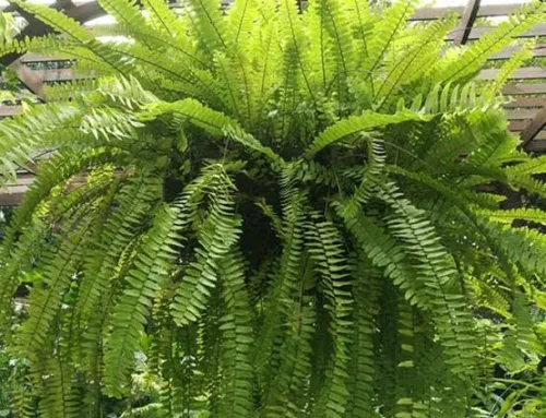 Felce di Boston o Green Lady (Nephrolepis exaltata)