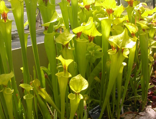 Sarracenia flava (Sarracenia flava )