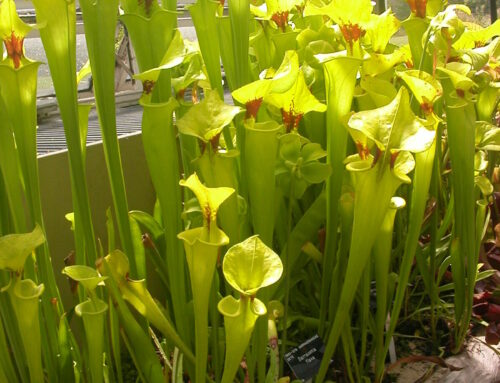 Sarracenia flava (Sarracenia flava )