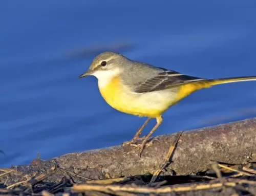 Ballerina gialla (Motacilla cinerea)