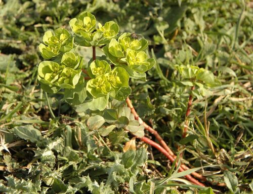Euforbia Calenzuola (Euphorbia helioscopia)