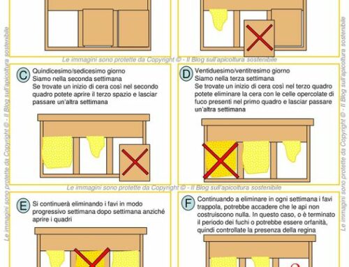 Telaio trappola TIT3 (Telaino Indicatore Trappola 3 settori) o telaino Campero
