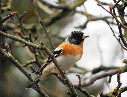 Peppola (Fringilla montifringilla)