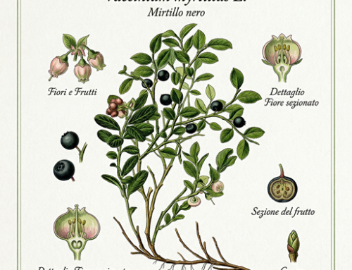 Mirtillo nero (Vaccinium myrtillus)