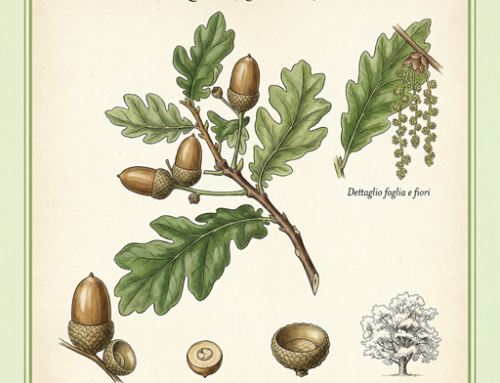 Quercia (Quercus)